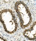 Anti-Hexokinase 1/HK1 Antibody Picoband™ (monoclonal, 4B7)